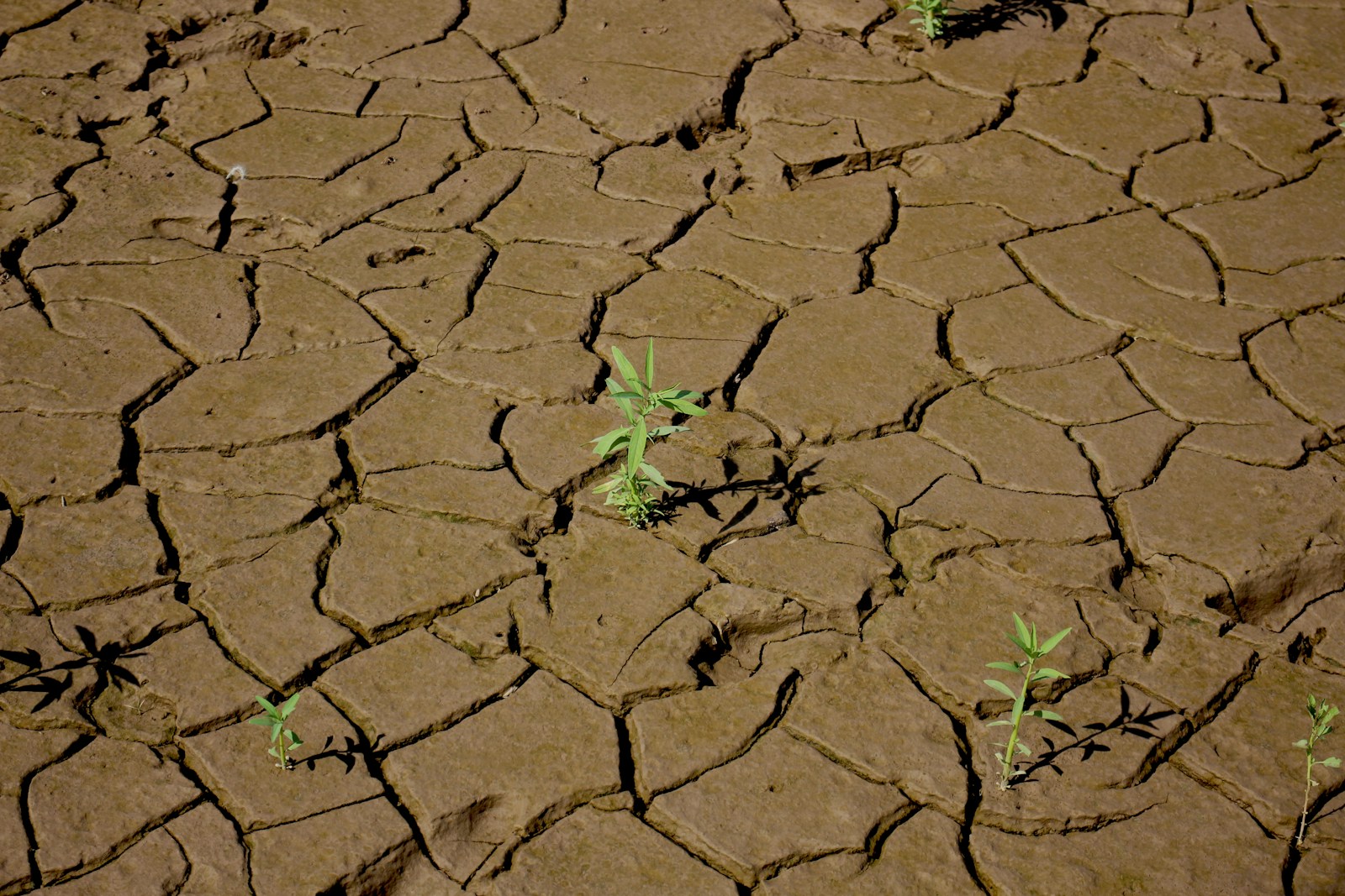 Pioneer adventist weather protection 2 drought protection usa