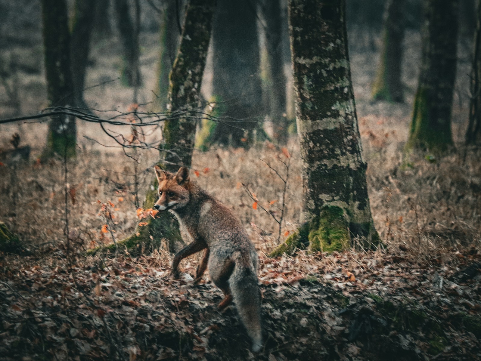 Adventist animal tracking